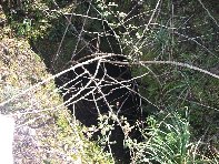 otte Scorciavacca20110306 131